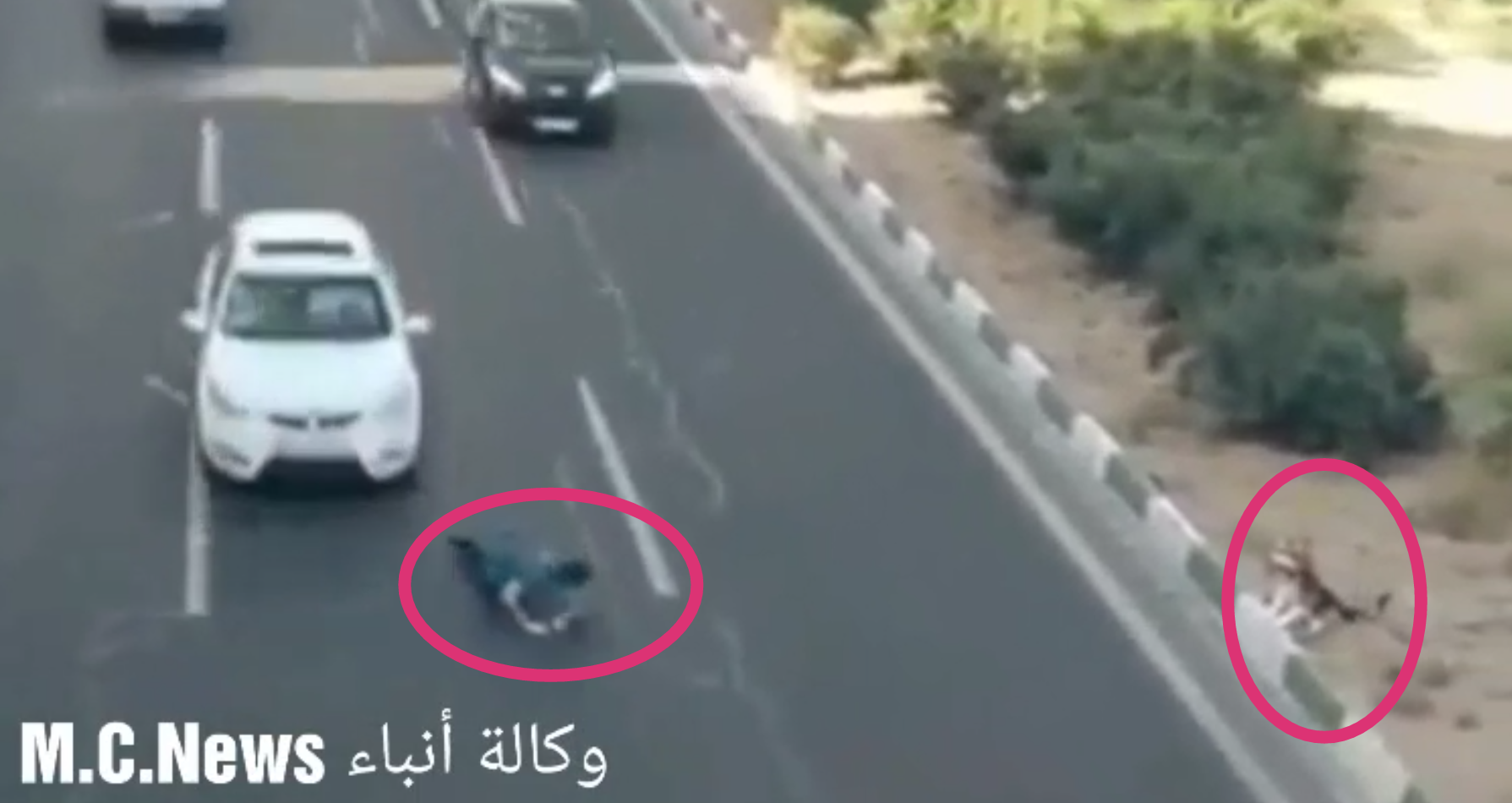شاب يقوم بعملية انتحارية لإنقاذ كلب  (فيديو)