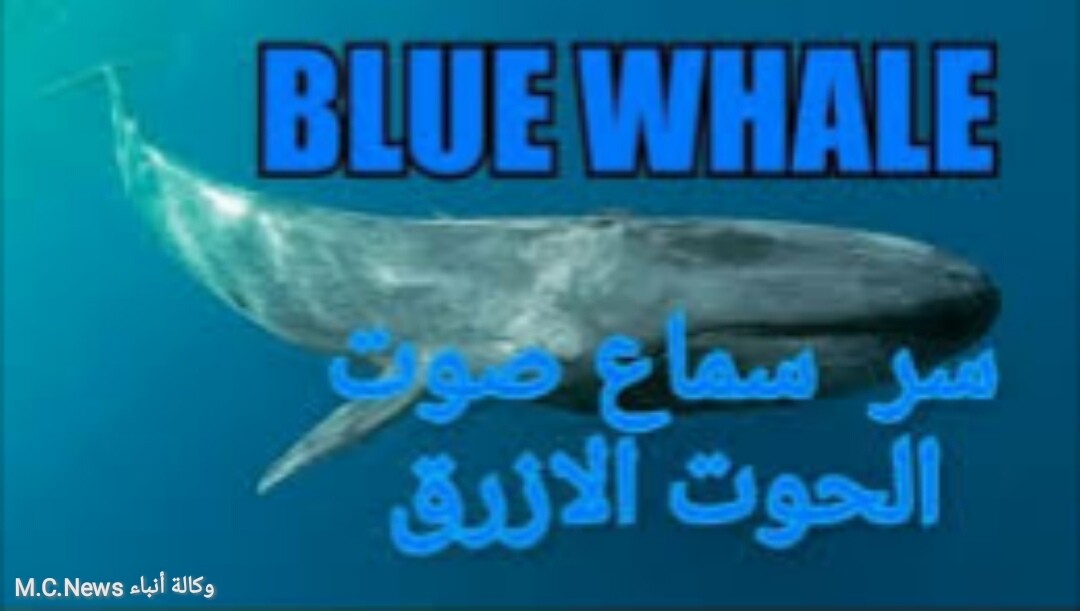وزارة البيئة توضح حقيقة صوت الحوت الأزرق بالساحل الشمالي
